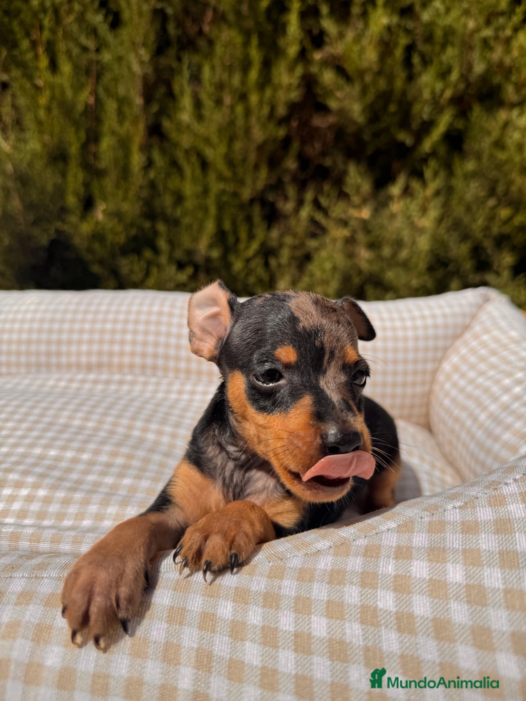 Pinscher Miniatura perros en venta: PINSCHER MINI EXÓTICO  - Imagen 3