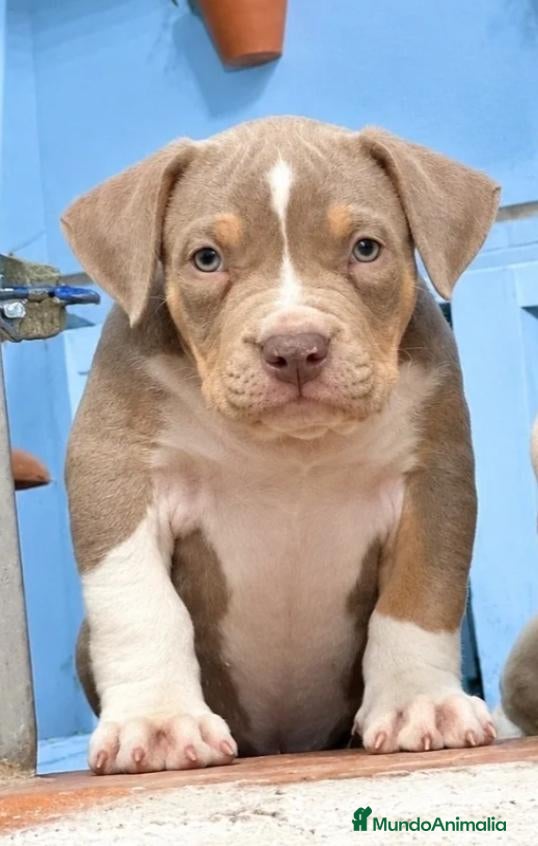 American Bully perros en venta: American Bully XL - Anuncio 2