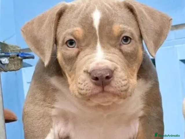 American Bully perros en venta: American Bully XL - Anuncio 2