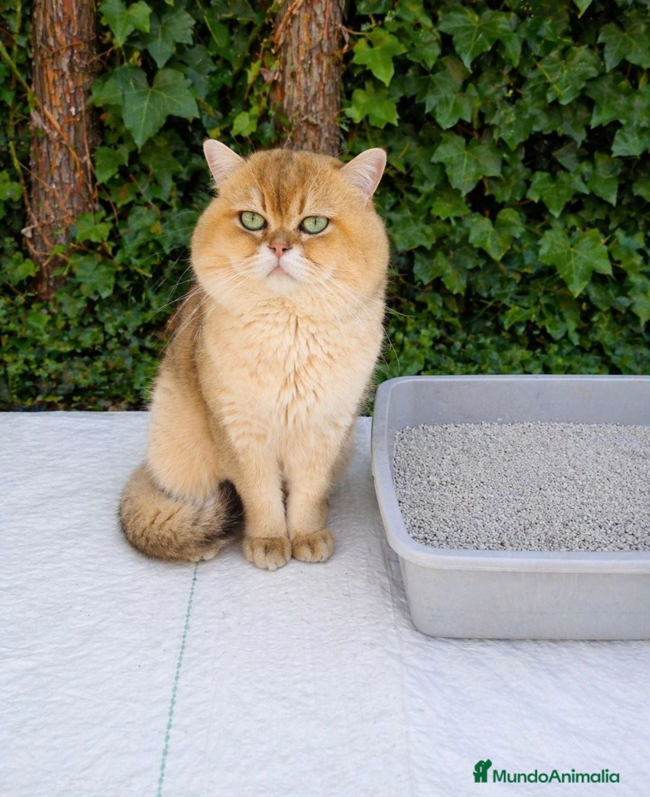 Británico de Pelo Corto gatos Monta Gato British Shortair  - Anuncio 27