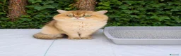 Británico de Pelo Corto gatos para monta: Monta Gato British Shortair  - Anuncio 1