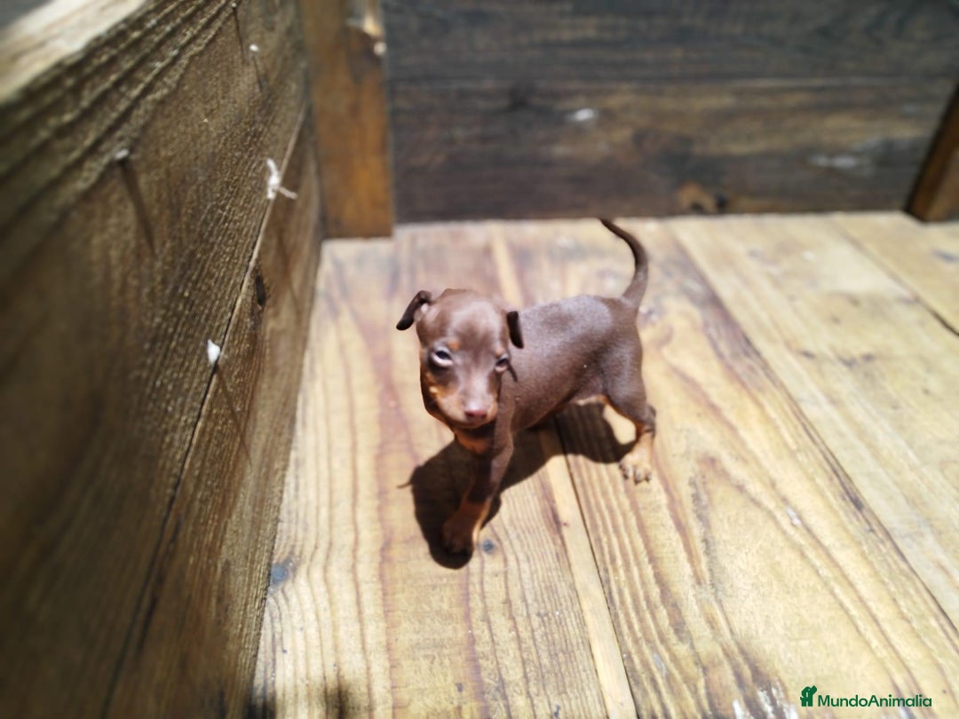 Pinscher Miniatura perros en venta: PINSCHER SEVILLA  - Imagen 2