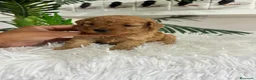 Caniche Toy perros en venta: CANICHE HEMBRA  - Anuncio 5