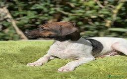 Ratonero Bodeguero Andaluz perros en venta: Bodeguero - Imagen 3