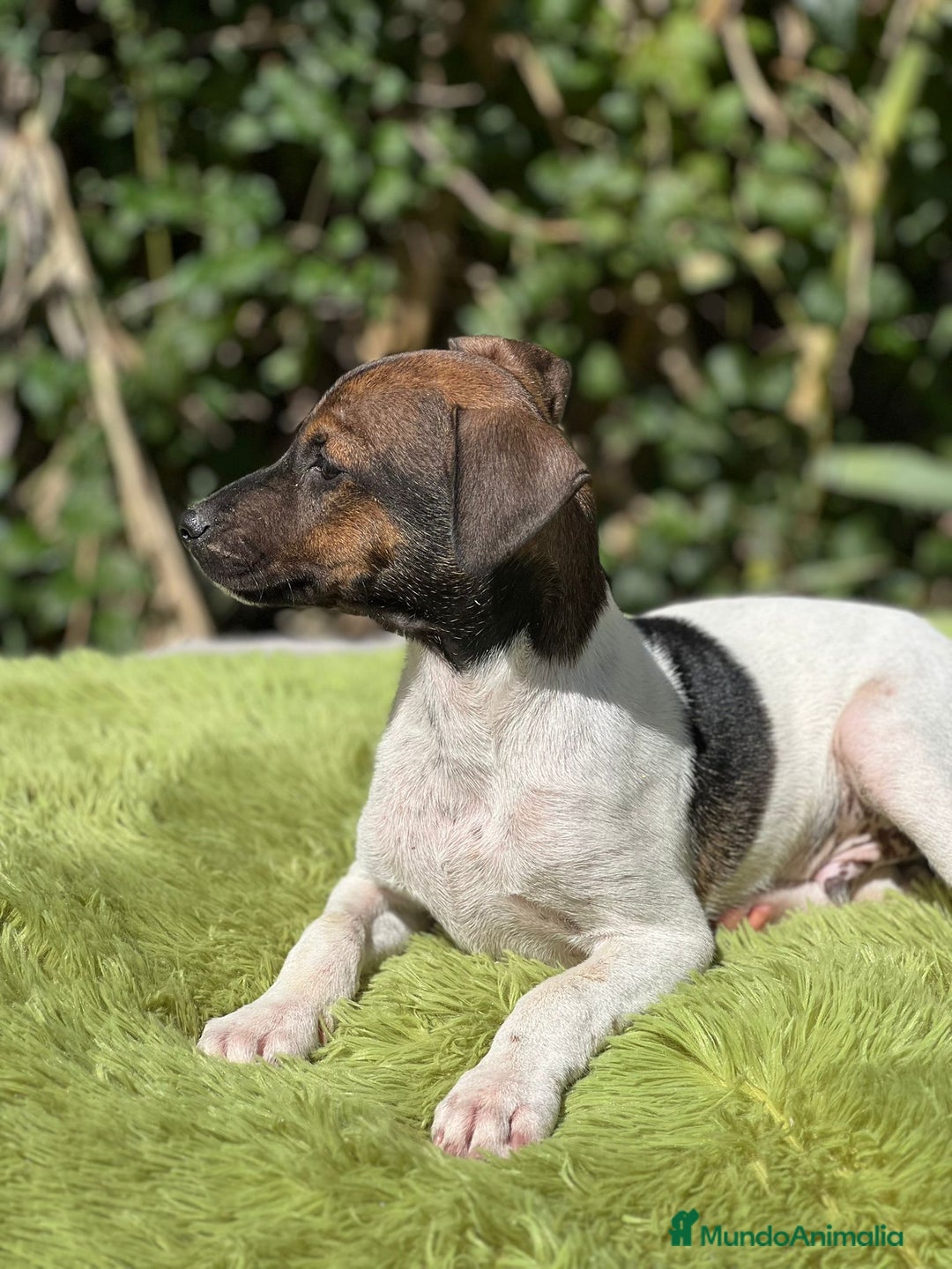Ratonero Bodeguero Andaluz perros en venta: Bodeguero - Imagen 3