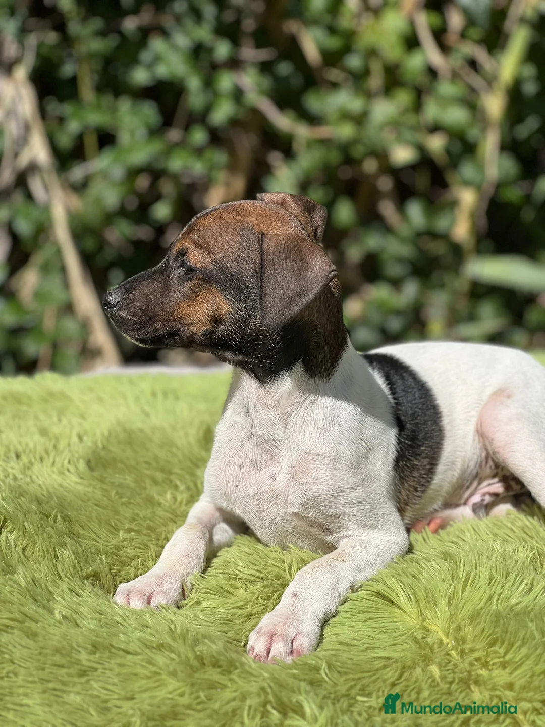 Ratonero Bodeguero Andaluz perros en venta: Bodeguero - Anuncio 3