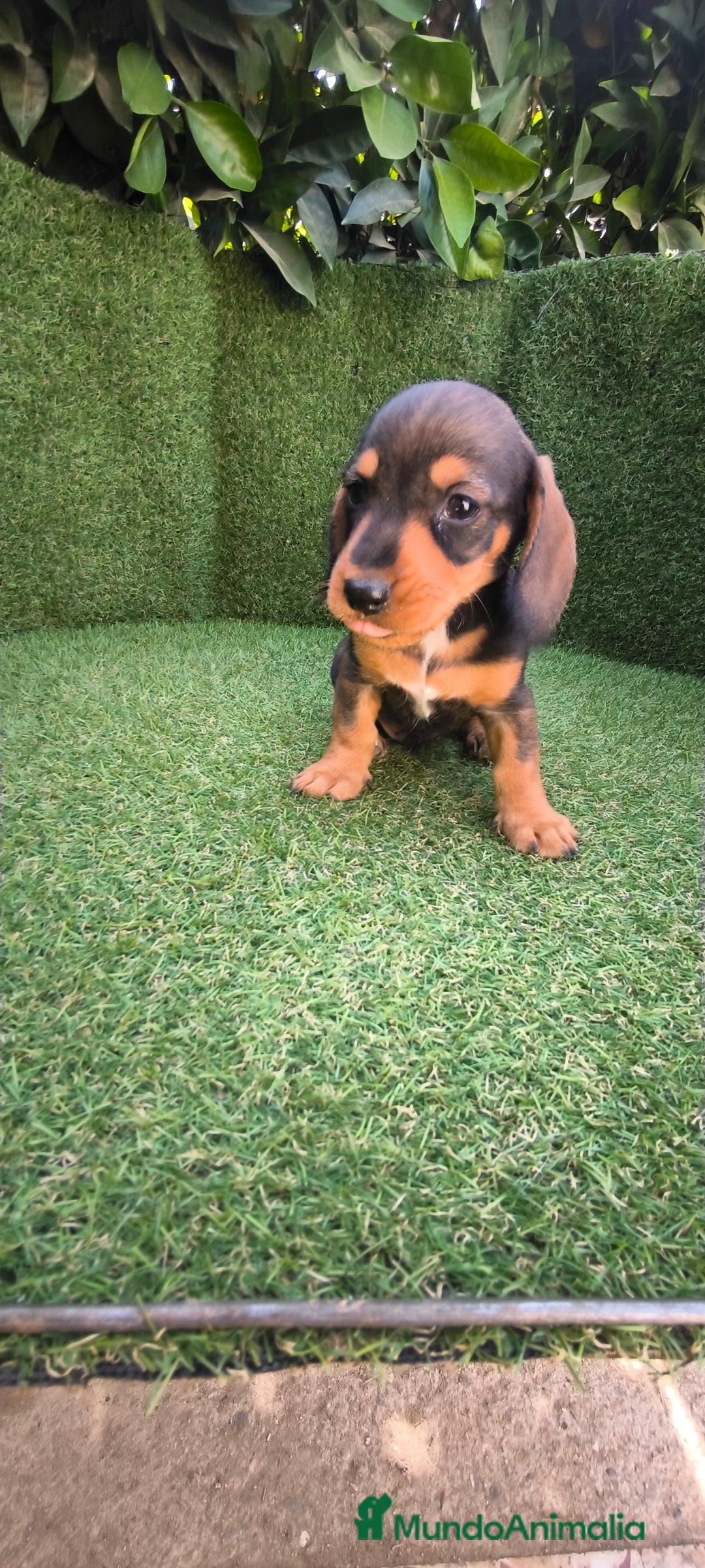 Teckel Miniatura perros en venta: teckel miniatura  - Imagen 12