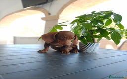 Teckel perros en venta: Teckel - Imagen 6