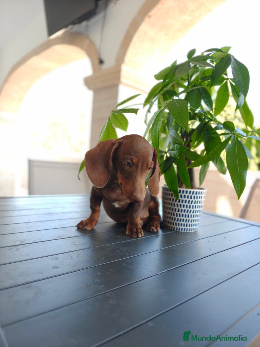 Teckel perros en venta: Teckel - Imagen 6