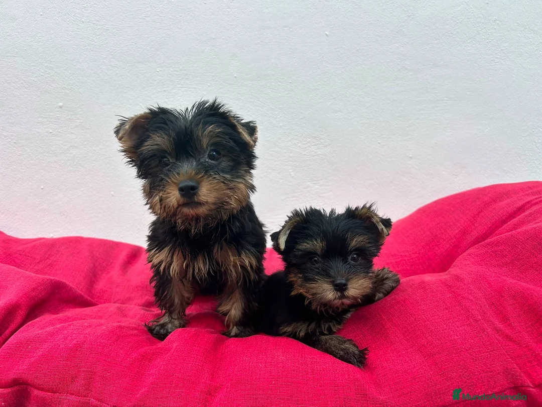 Yorkshire Terrier perros en venta: Yorkshire miniatura  - Anuncio 2