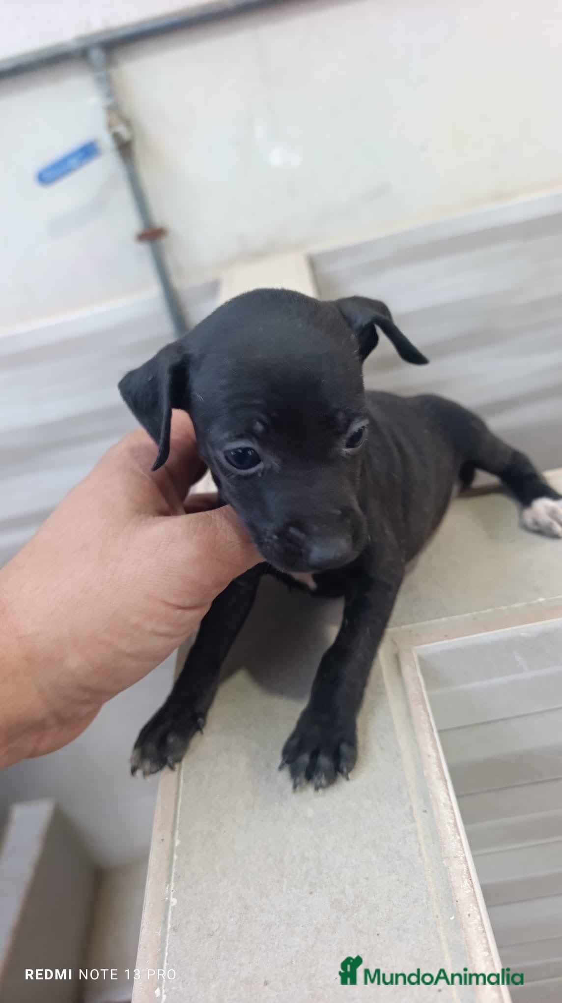 Whippet perros Cachorros de Whippet  - Anuncio 1
