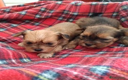 Yorkshire Terrier perros en venta: YORKSHIRE DORADOS ( RUBIOS)  - Anuncio 2