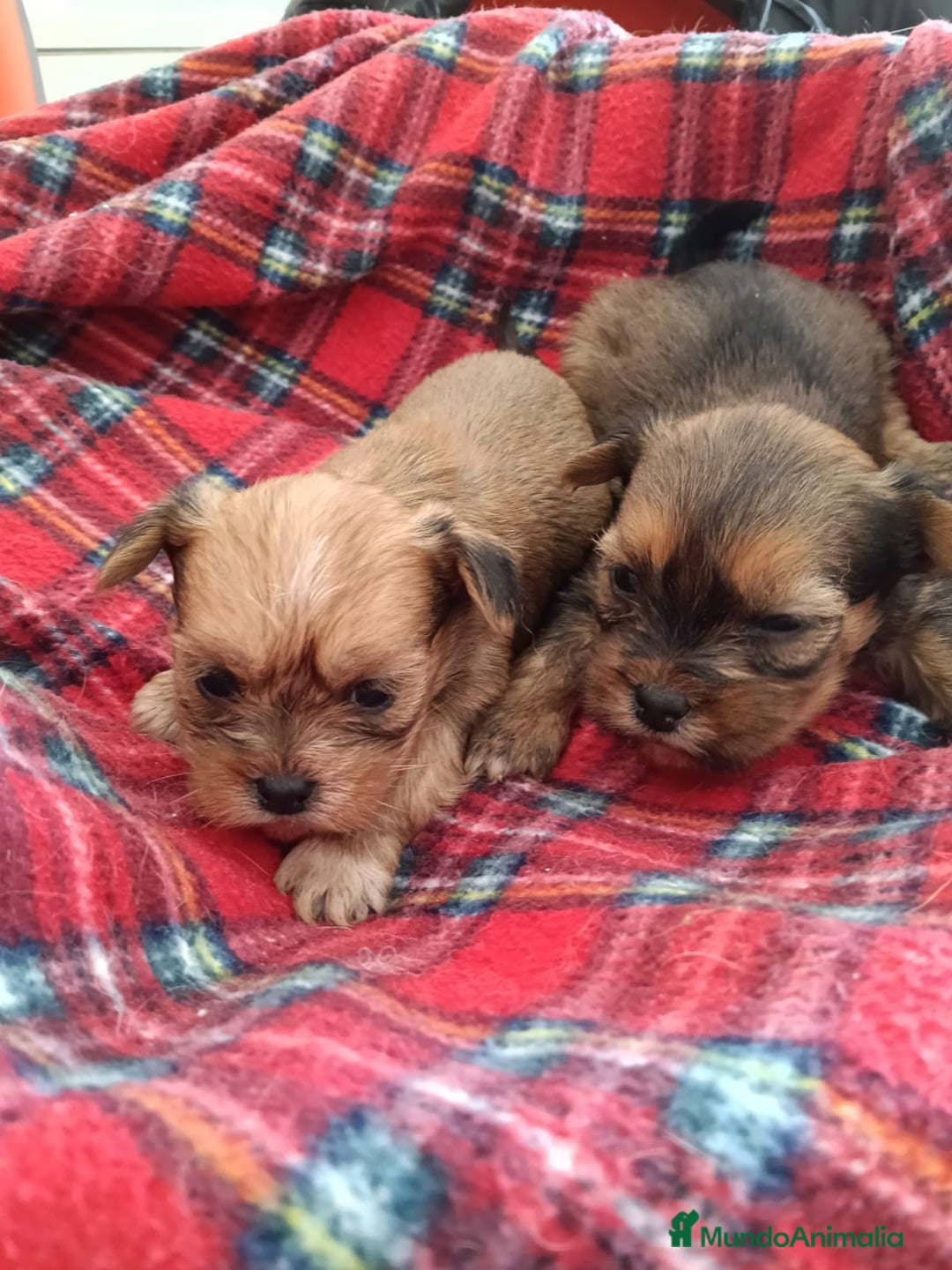 Yorkshire Terrier perros en venta: YORKSHIRE DORADOS ( RUBIOS)  - Anuncio 2