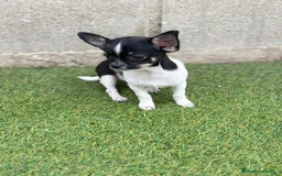 Chihuahua perros en venta: Chihuahua micro toy - Imagen 1