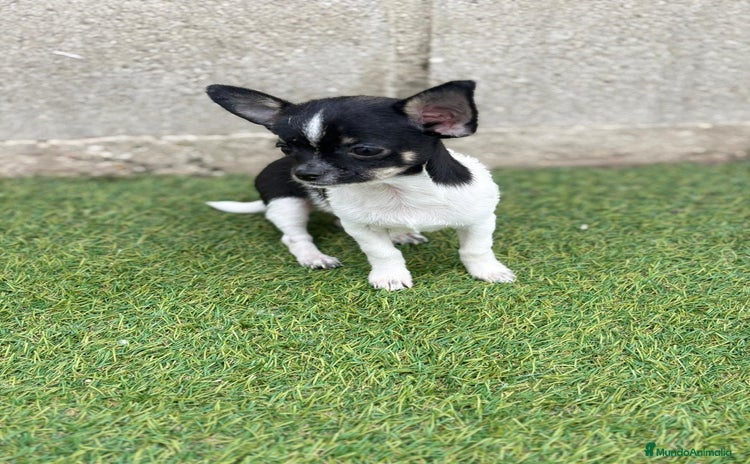 Chihuahua perros - Anuncio 3