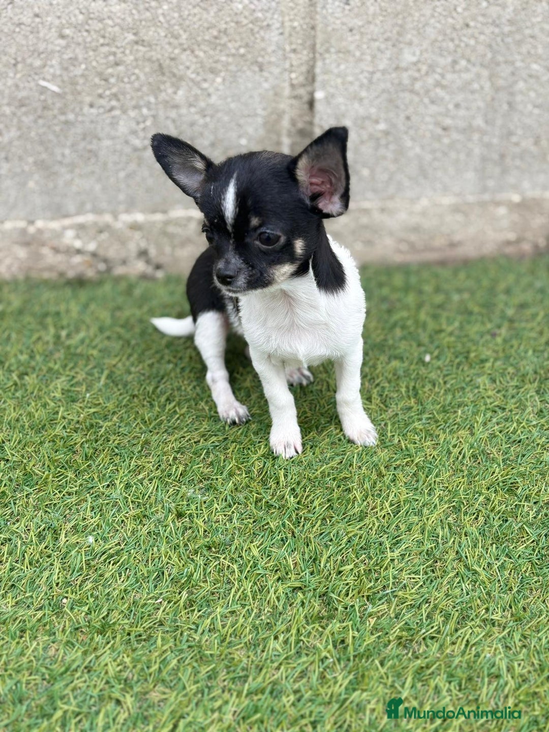 Chihuahua perros en venta: Chihuahua micro toy - Imagen 1