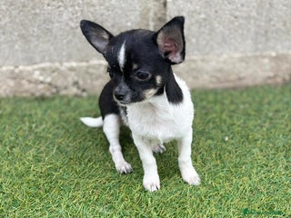 Chihuahua perros - Anuncio 6