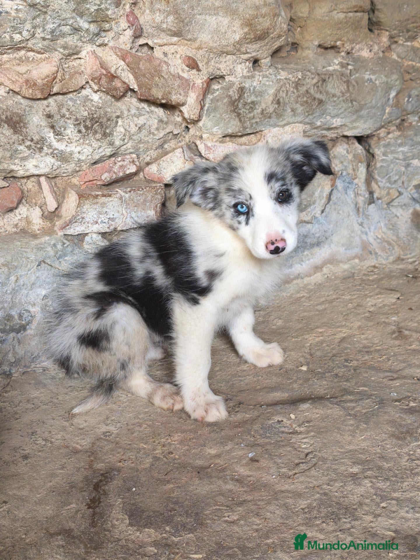 Border Collie perros Cachorros border collie puros! 2 meses - Anuncio 1