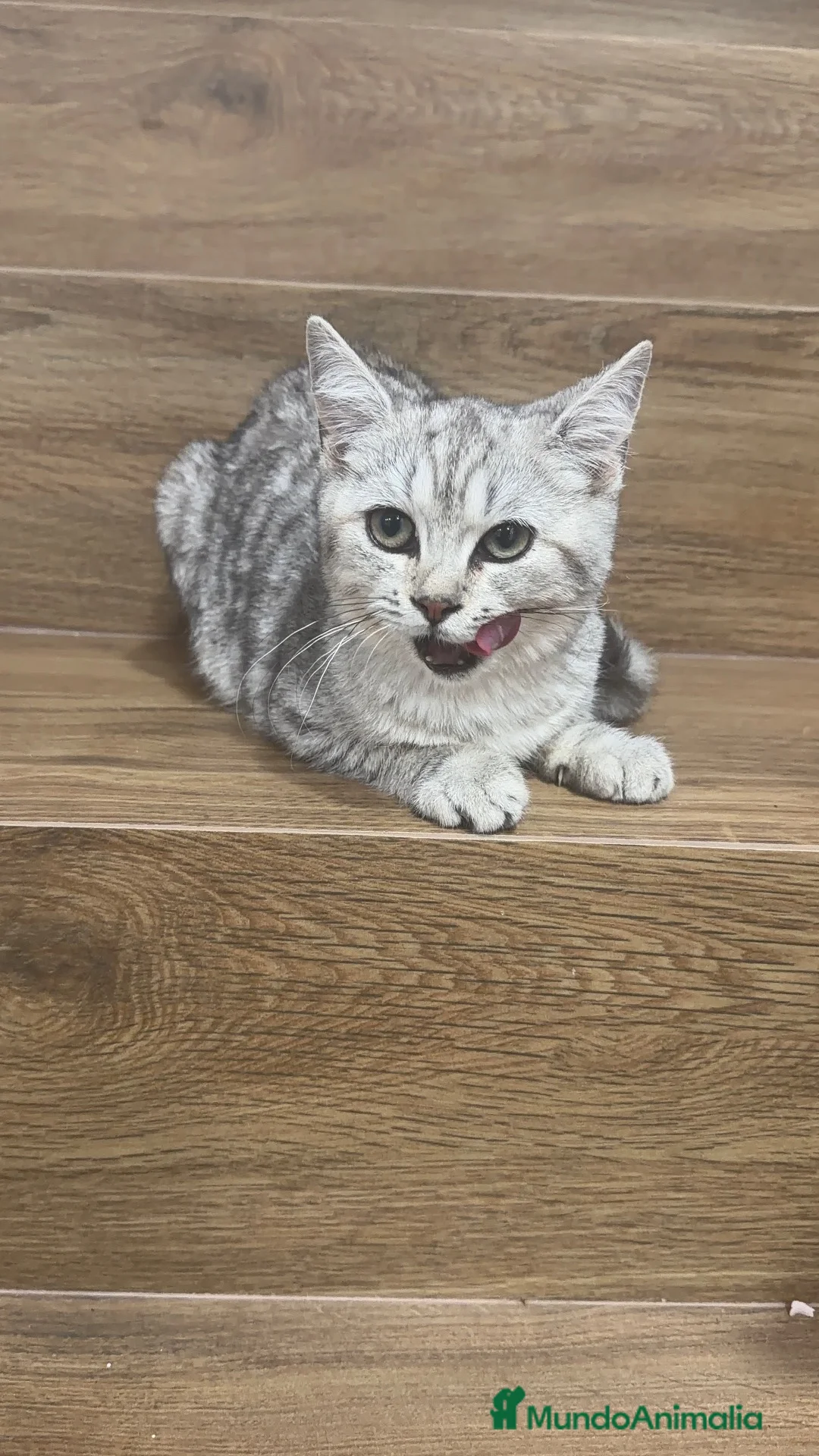 Raza Mixta gatos en venta: Brithis con comun - Anuncio 2