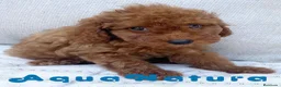 Caniche Enano perros en venta: Caniche Hembra de Barbie 6146 - AQUANATURA en Barcelona - Anuncio 7