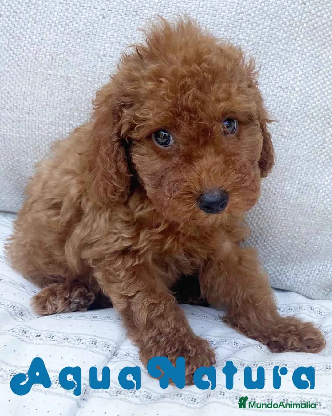 Caniche Enano perros en venta: Caniche Hembra de Barbie 6146 - AQUANATURA en Barcelona - Anuncio 7