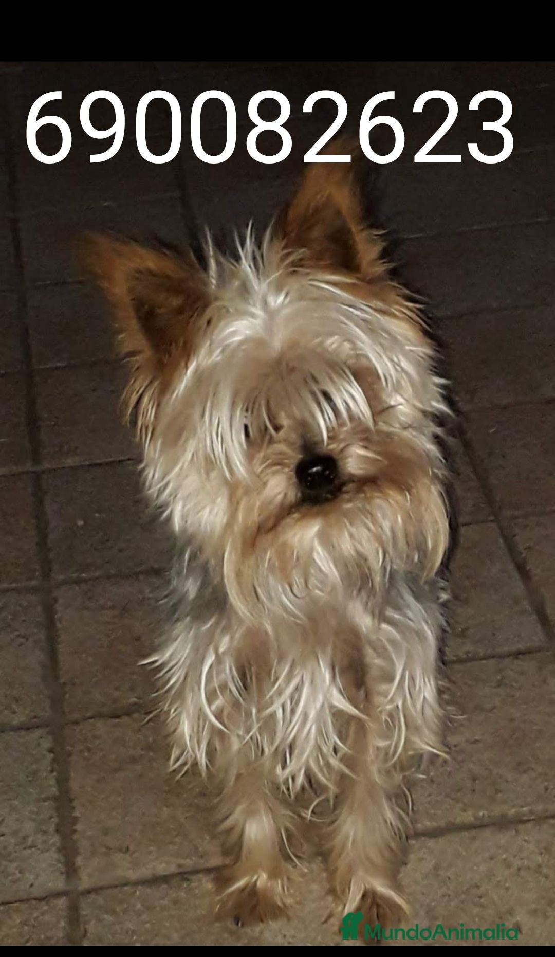 Yorkshire Terrier perros Yorkshire 616121781 WhatsApp  - Anuncio 1