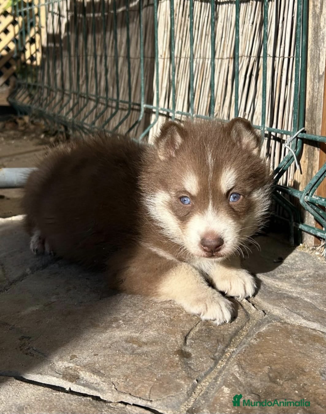 Husky Siberiano perros Husky siberiano hembra chocolate ojos azules - Anuncio 13