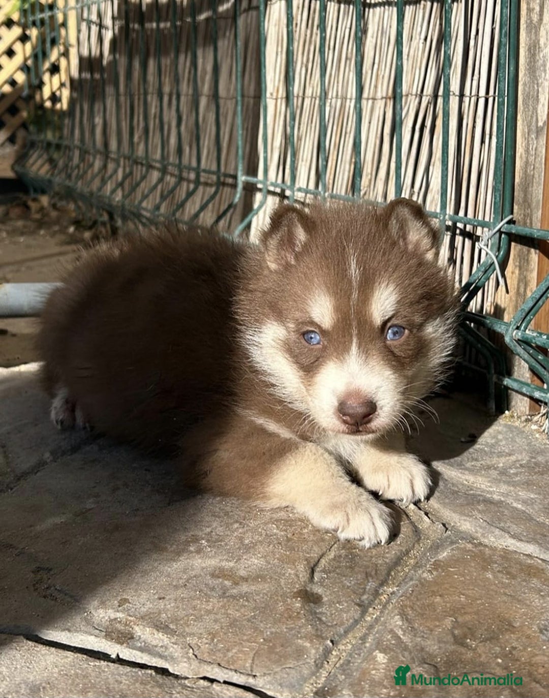 Husky Siberiano perros en venta: Husky siberiano hembra chocolate ojos azules - Anuncio 1