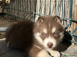 Husky Siberiano perros Husky siberiano hembra chocolate ojos azules - Anuncio 2