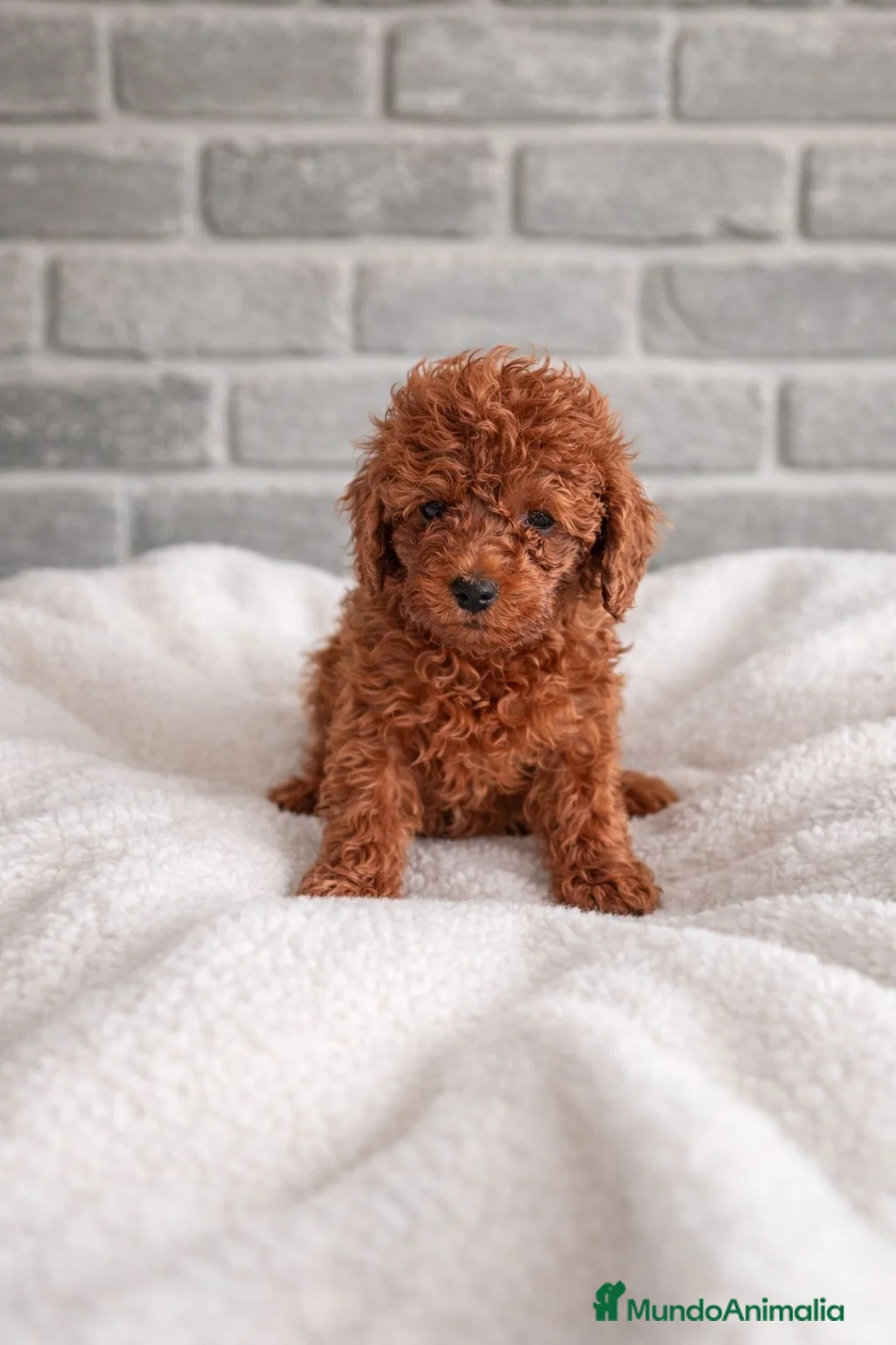 Caniche Toy perros en venta: Caniche toy  - Anuncio 2