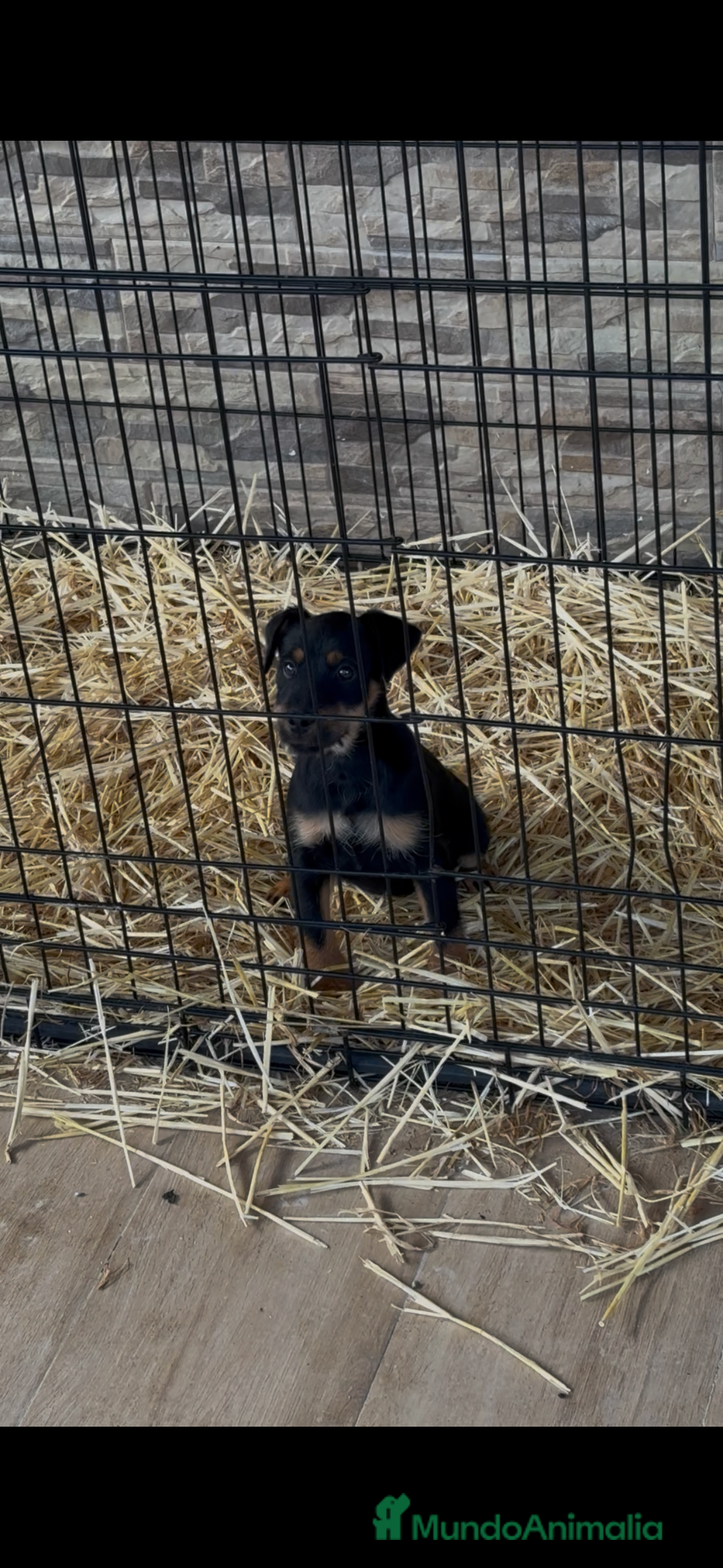 Terrier Alemán de Caza perros en venta: Hembra Jagd terrier  - Anuncio 4