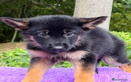 Pastor Alemán perros en venta: Pastor alemán hembra  - Imagen 5