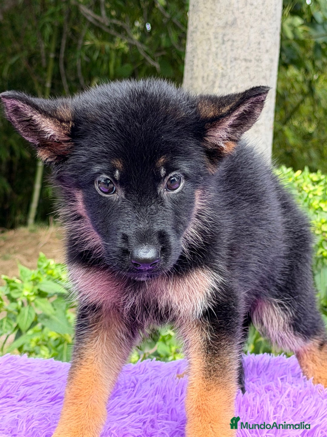 Pastor Alemán perros en venta: Pastor alemán hembra  - Imagen 5