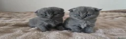 Scottish Fold gatos en venta: Gatcot.com - Anuncio 5