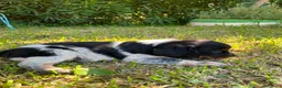Épagneul Breton perros en venta: Spaniel Bretón  - Anuncio 3