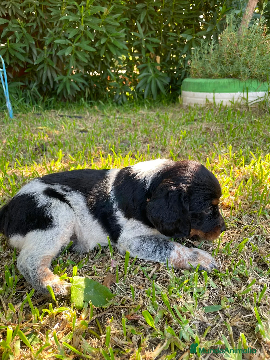 Épagneul Breton perros en venta: Spaniel Bretón  - Anuncio 3