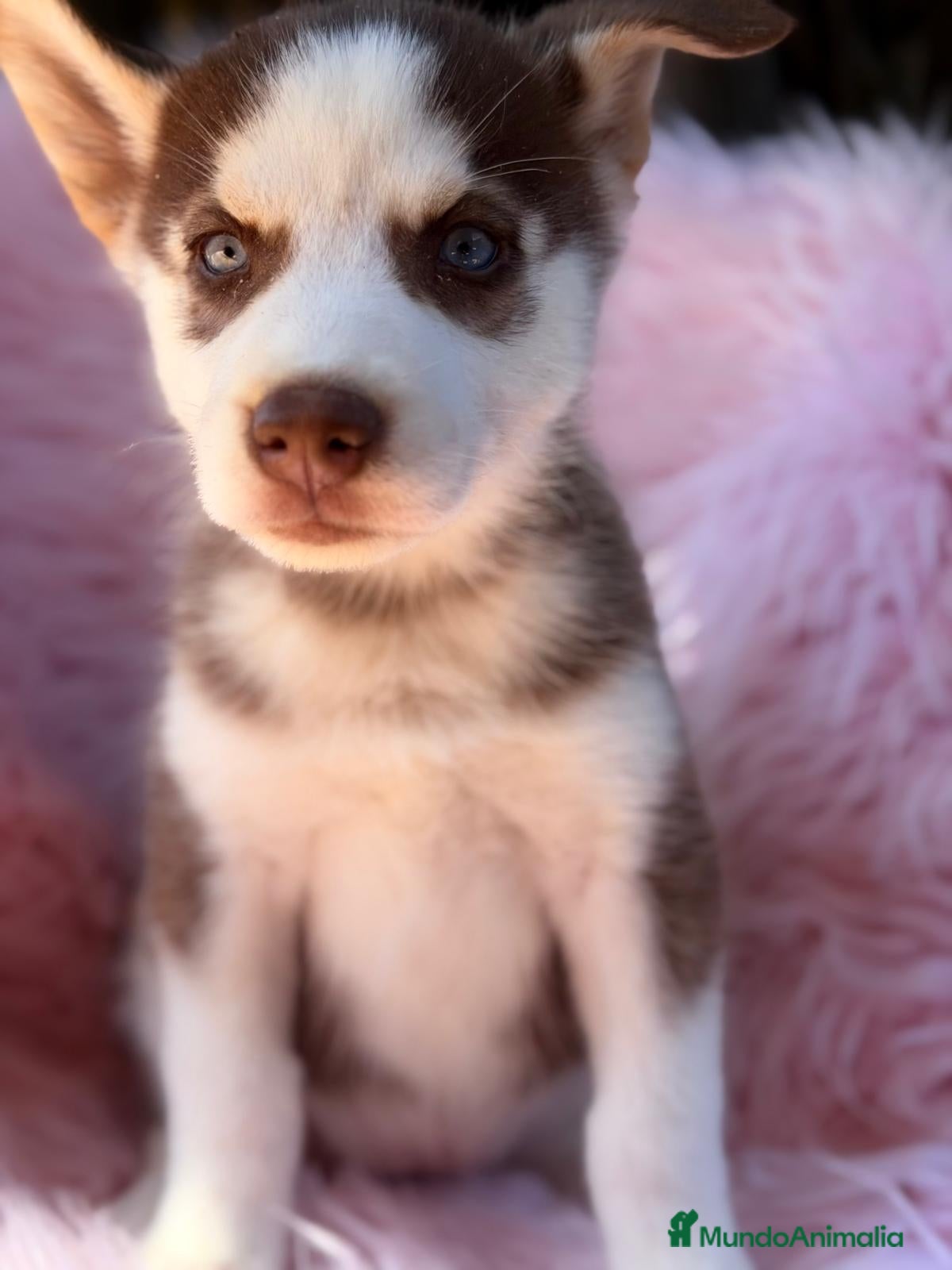 Husky Siberiano perros HUSKY - Anuncio 1
