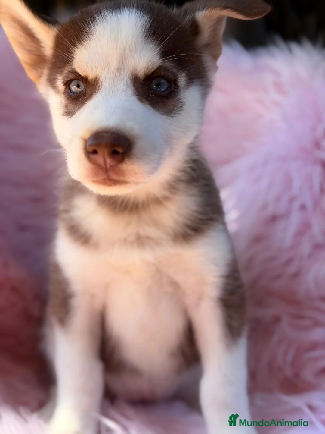 Husky Siberiano perros en venta: HUSKY - Anuncio 1