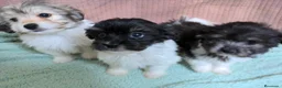 Bichón Habanero perros en venta: Machitos de bichon habanero - Anuncio 15