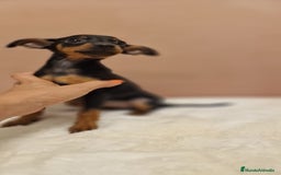 Pinscher Miniatura perros en venta: Hembra mini pincher TOY - Imagen 6
