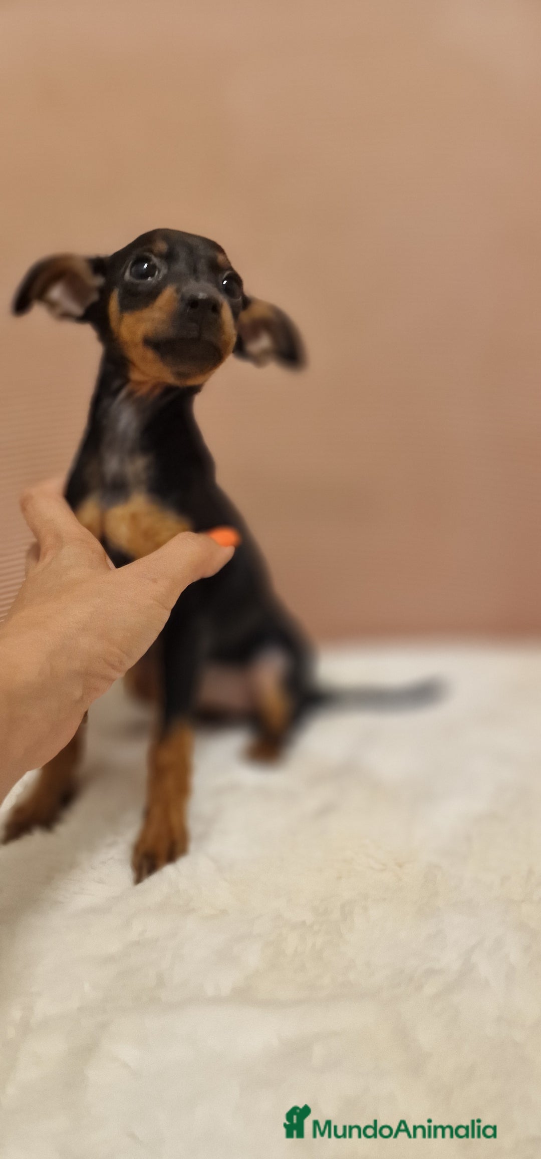 Pinscher Miniatura perros en venta: Hembra mini pincher TOY - Imagen 6