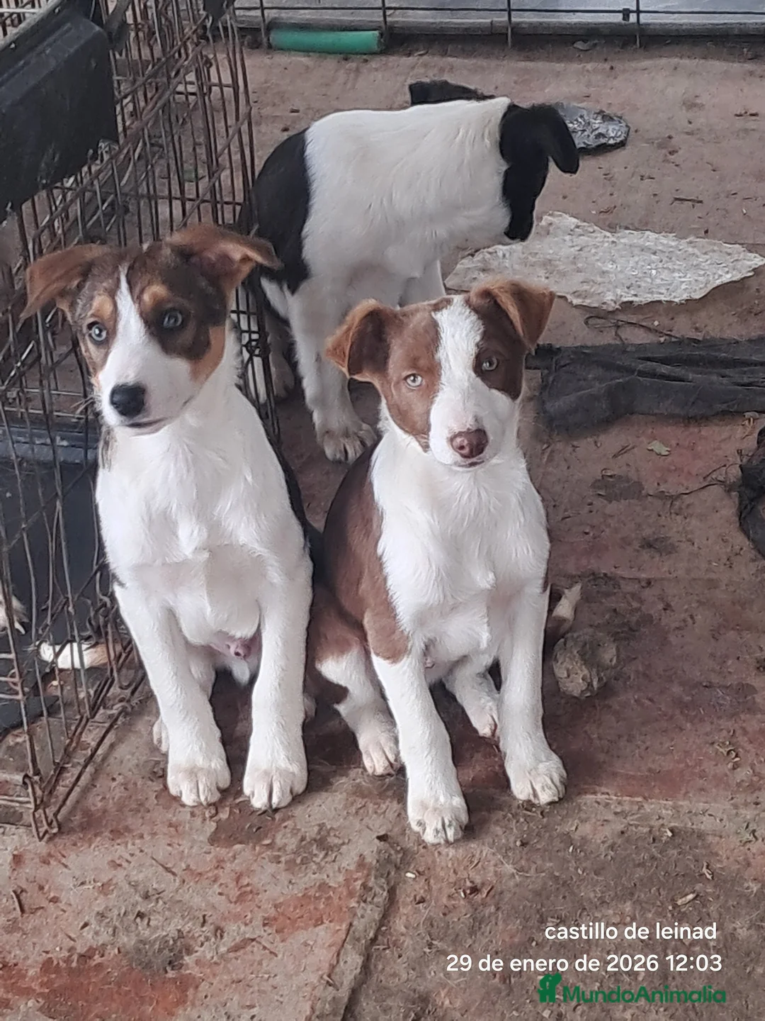 Border Collie perros en venta: Border collie  - Anuncio 4