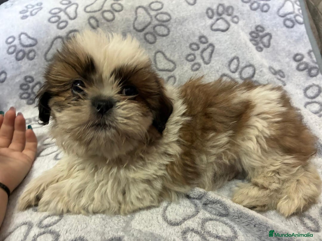 Shih Tzu perros en venta: Machitos de shihtzu - Anuncio 5