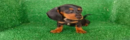Teckel Miniatura perros en venta: teckel miniatura - Anuncio 8