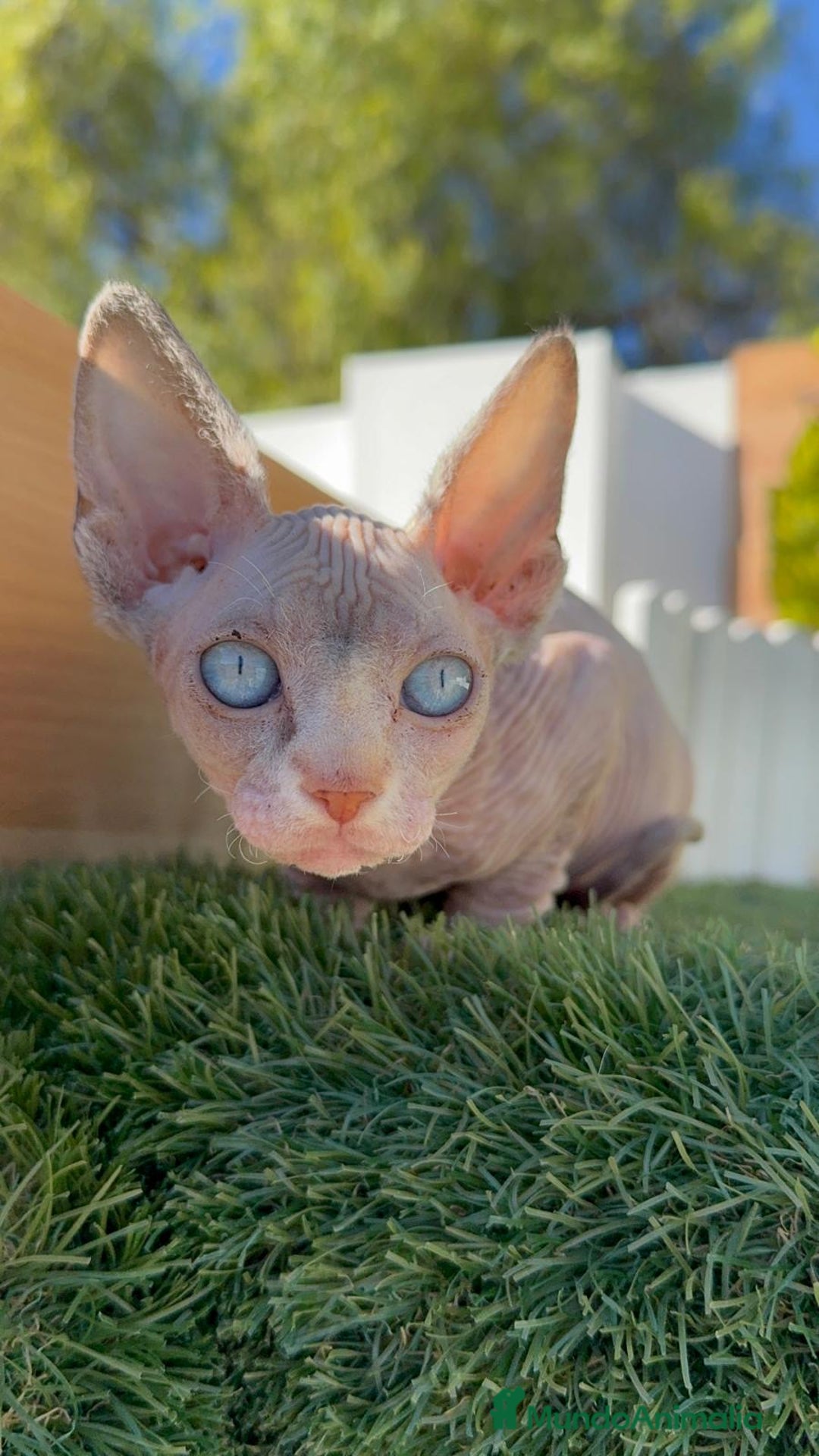 Sphynx gatos en venta: GATITAS SPHYNX - Anuncio 22
