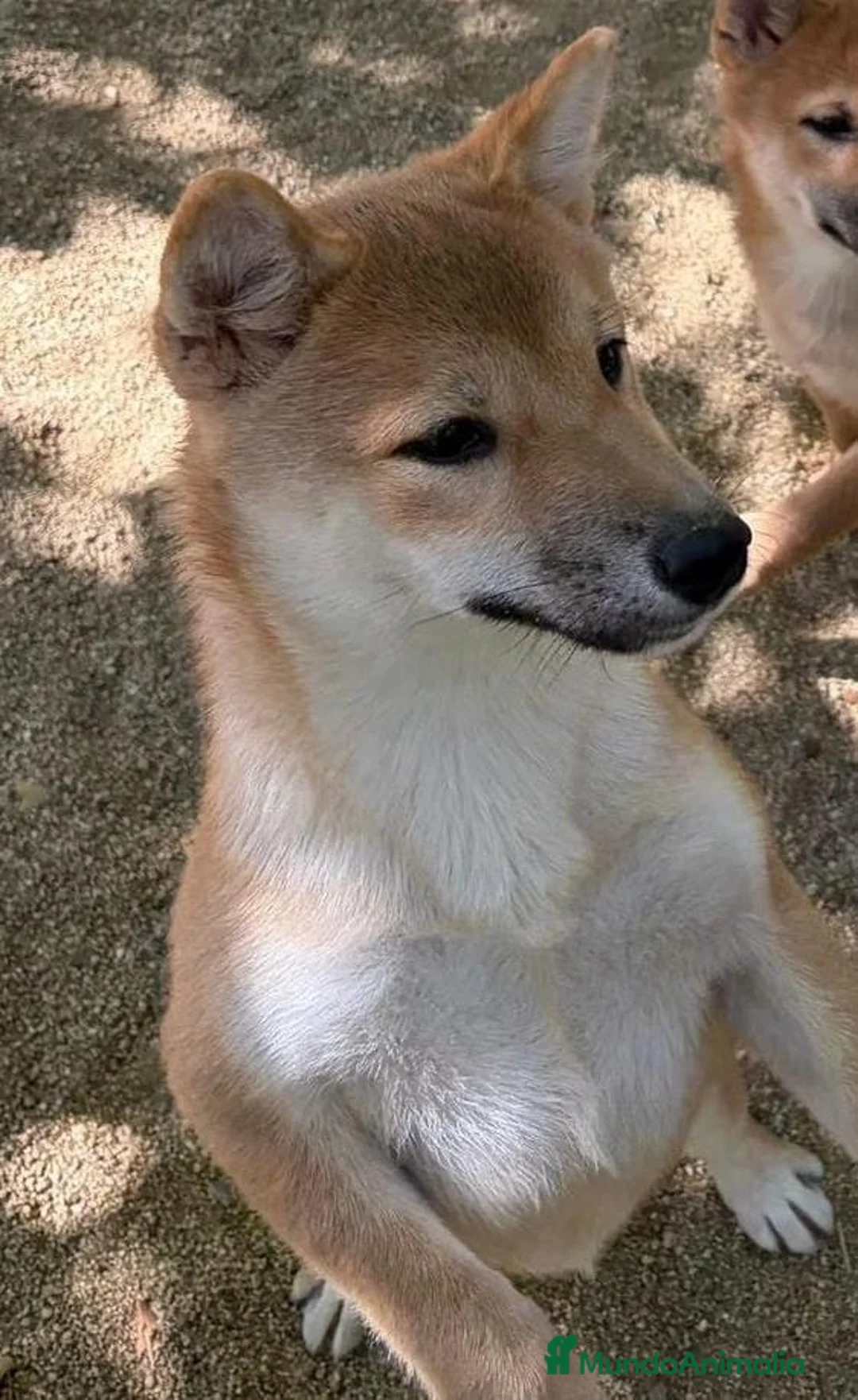 Shiba Inu perros en venta: Shiba Inu  - Anuncio 1