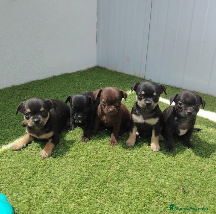 Chihuahua perros chihuahuas - Anuncio 12