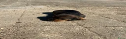 Teckel perros en venta: Teckel - Anuncio 5