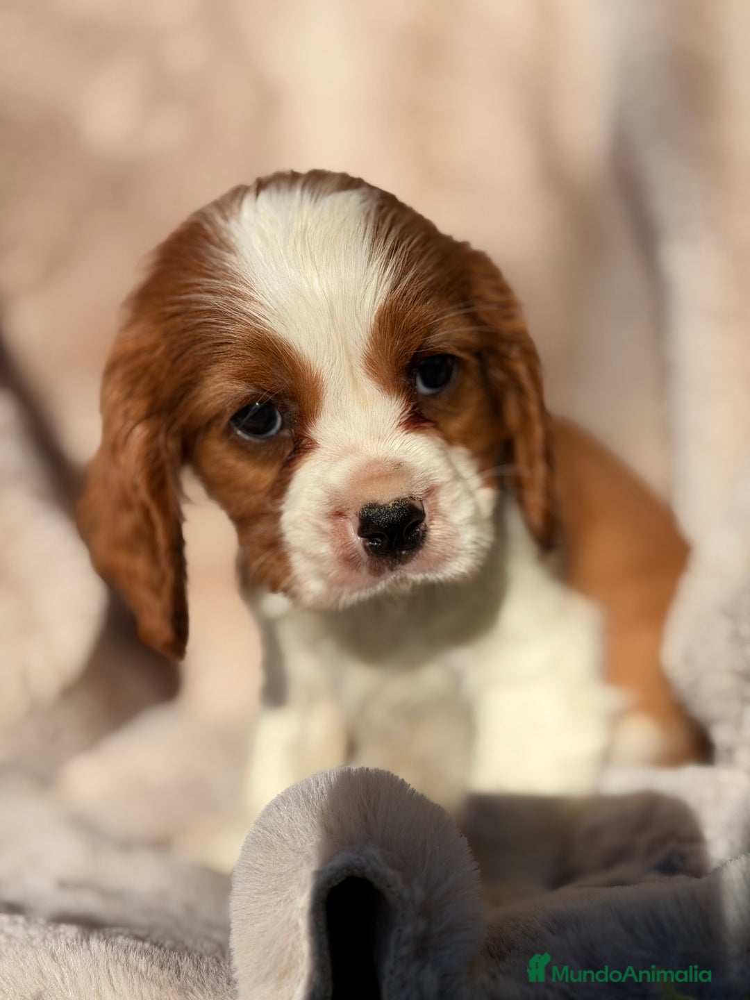 Cavalier King Charles Spaniel perros en venta: Cavalier King macho  - Anuncio 6