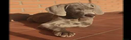 Weimaraner perros en venta: Braco de Weimar  - Anuncio 1